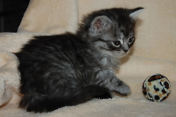 Patchouli 5 Wochen.jpg